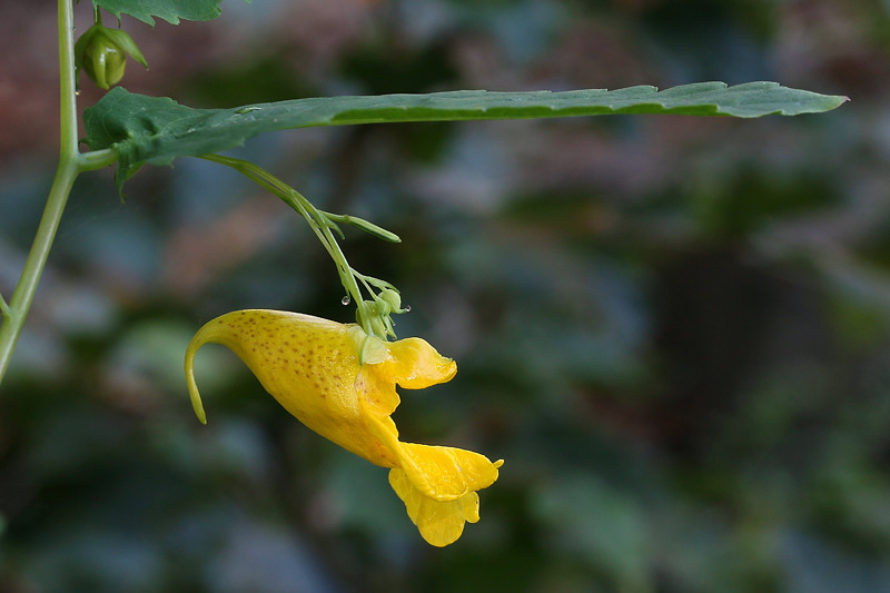 Impatiens noli-tangere / Balsamina gialla